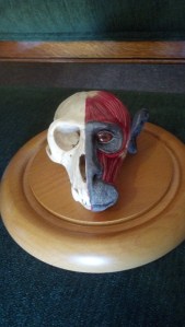 IMG_20140208_133042_895