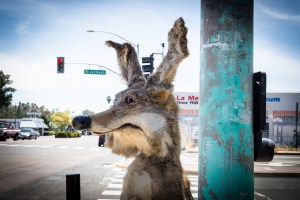 I WILL FIND THAT ROAD RUNNER!!